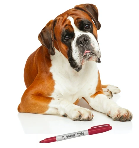 Dog receiving veterinary care covered by pet insurance